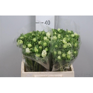 Anem Co Mar White