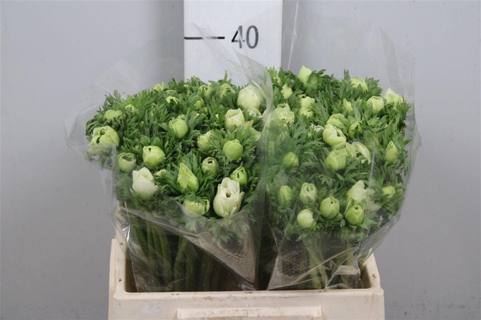 <h4>Anem Co Mar White</h4>