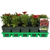 Gaillardia