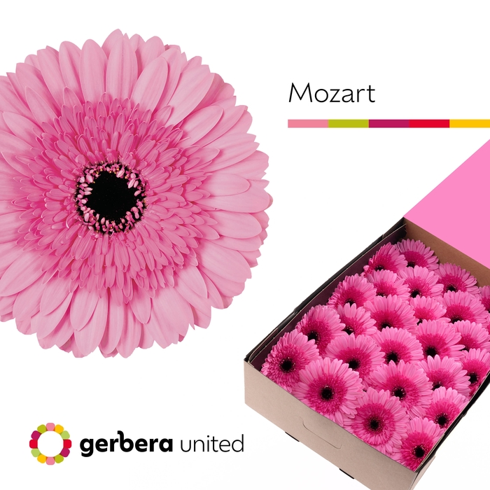 <h4>Gerbera Mozart Doos</h4>