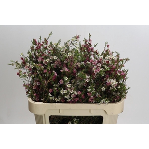 Chamelaucium Dual Star