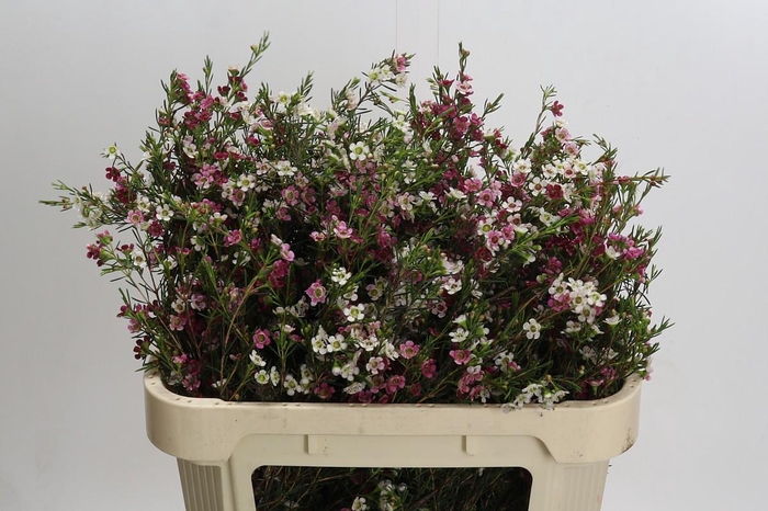 <h4>Chamelaucium Dual Star</h4>