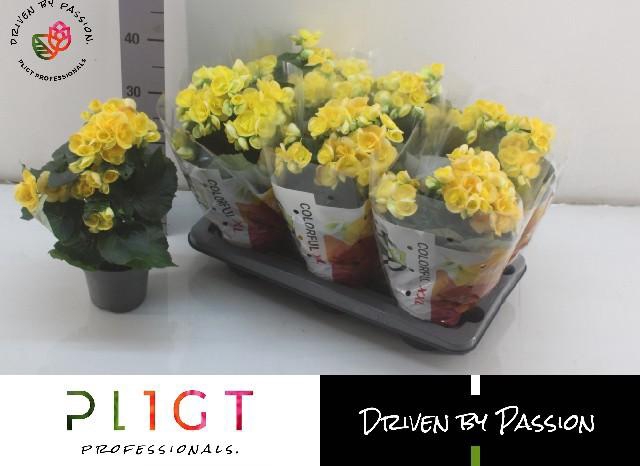 <h4>BEG HL NADINE</h4>