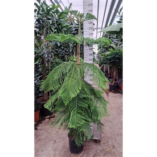 <h4>Araucaria 260</h4>