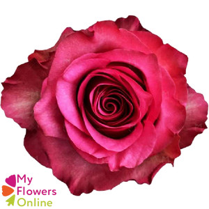 R Gr Lola Hot Pink 50cm EC