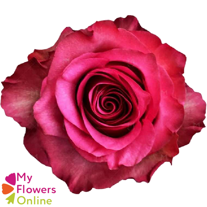 <h4>R Gr Lola Hot Pink 50cm EC</h4>