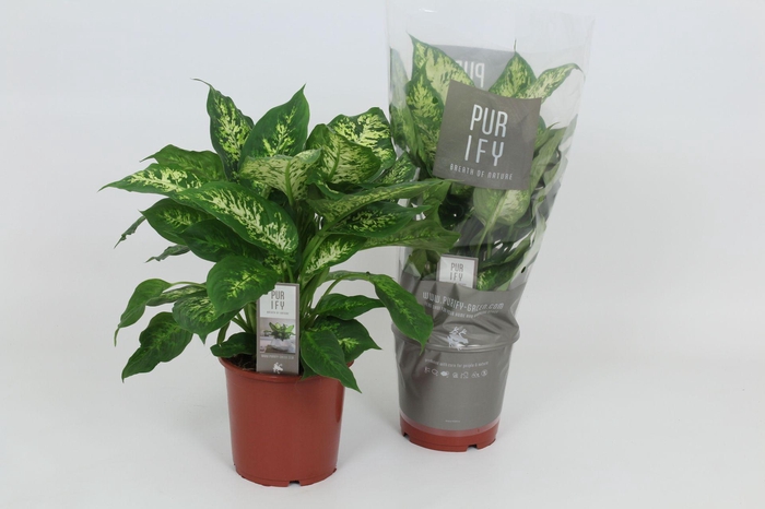 <h4>Purify Dieffenbachia Compacta 17 cm</h4>
