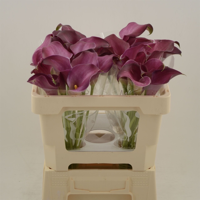 <h4>Calla Bordeaux Art</h4>