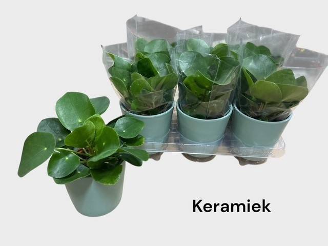 <h4>PILEA PEPEROMIOIDES</h4>