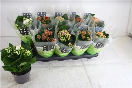 <h4>Kal Ge Gem 4 Kl P12</h4>