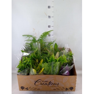 Planten Groen   ...mix 12