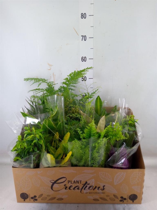 <h4>Planten Groen   ...mix 12</h4>