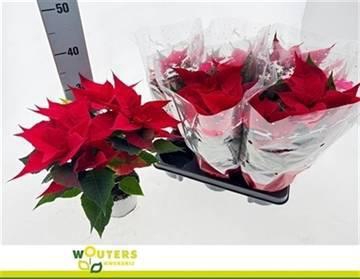 <h4>EUPHOR P CHR F RED</h4>