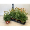 Achillea Millefolium