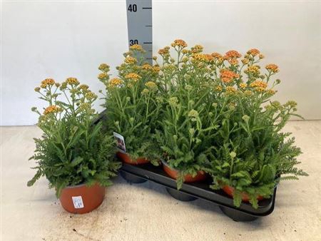 Achillea Millefolium