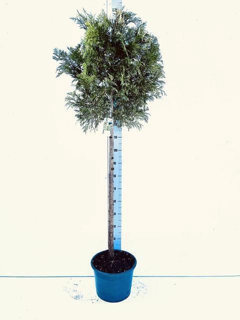 <h4>THUJA P AUREA</h4>