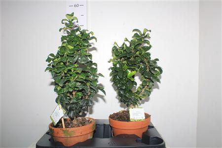 <h4>Bonsai Ligus Jap Rotundifol In Terracotta Pot</h4>