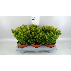 Crassula ovata 'Horn Tree'