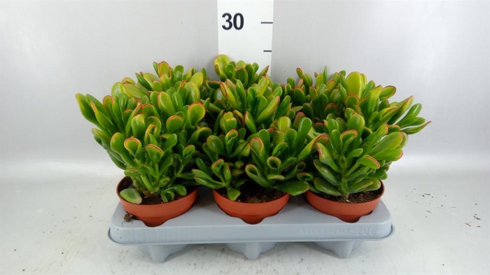 <h4>Crassula ovata 'Horn Tree'</h4>