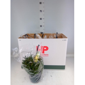 Rhipsalis burchellii