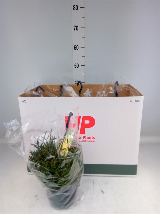 <h4>Rhipsalis burchellii</h4>