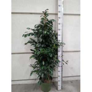 Ficus benja. 'Midnight Lady'