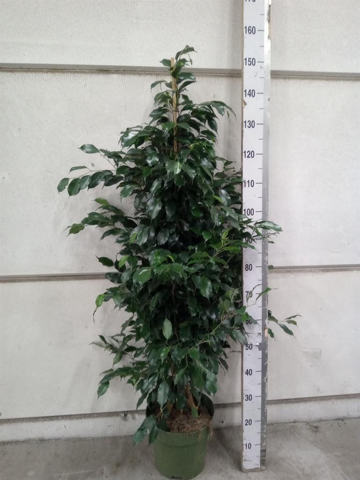 <h4>Ficus benja. 'Midnight Lady'</h4>