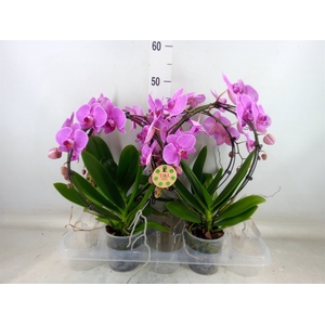 Phalaenopsis   ...