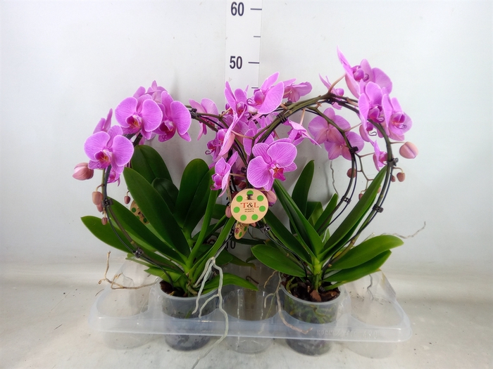 <h4>Phalaenopsis   ...</h4>