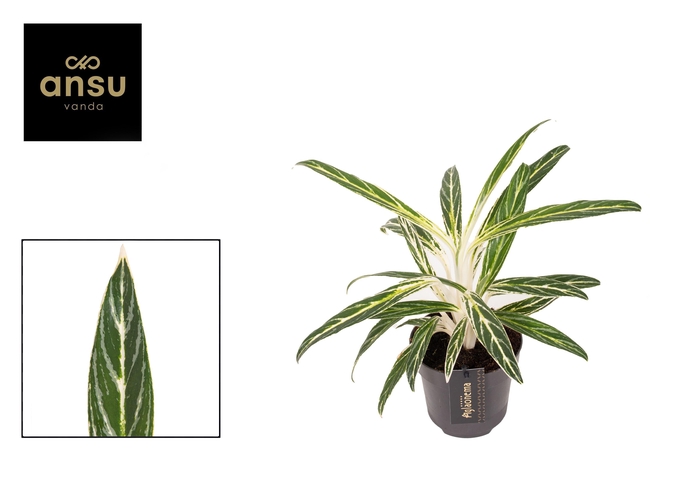<h4>Aglaonema Zebra Feathers</h4>