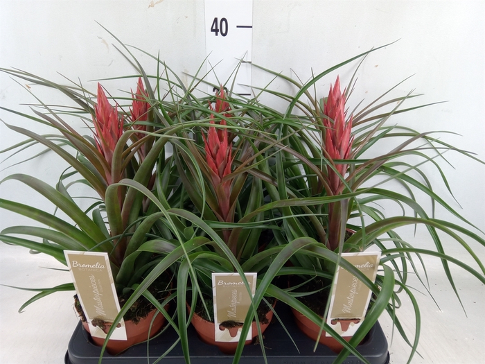 <h4>Tillandsia</h4>