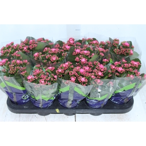 KALANCHOE DOBRADO P11 PINK