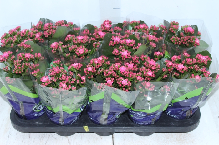 <h4>KALANCHOE DOBRADO P11 PINK</h4>