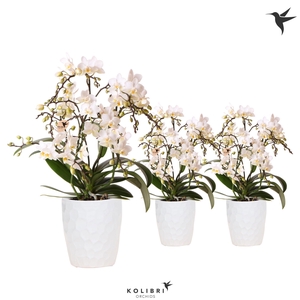Kolibri Orchids Phalaenopsis Botanic 4 spike in Honey pot
