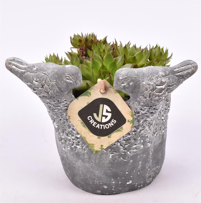 <h4>Arr.  Sempervivum L%</h4>