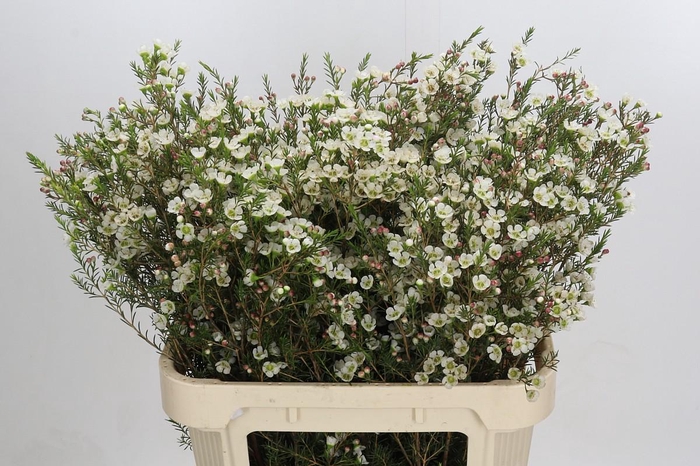 <h4>Chamelaucium Gil</h4>