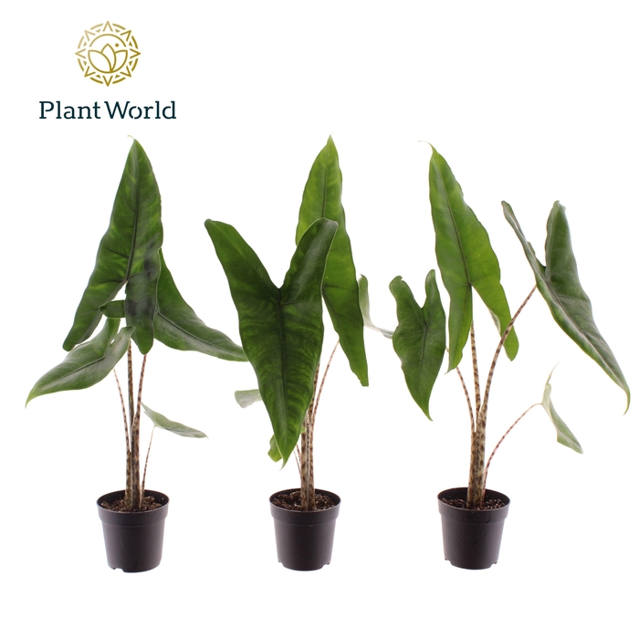 <h4>Alocasia Zebrina 7 cm</h4>