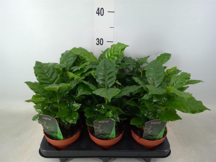 <h4>Coffea arabica</h4>