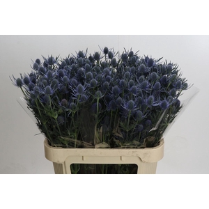 ERYN A BLUE DYNAMITE