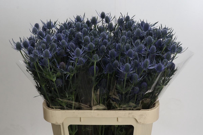 <h4>ERYN A BLUE DYNAMITE</h4>