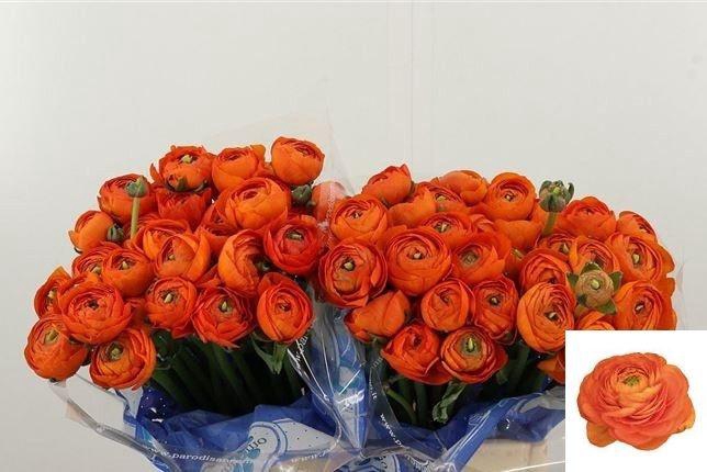 <h4>RAN SU LAMBADA</h4>