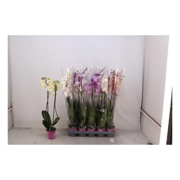 <h4>PHAL GEM 5 KL</h4>