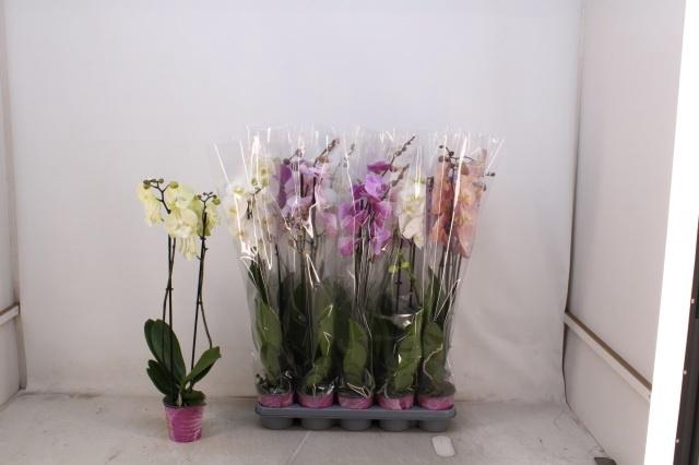 PHAL GEM 5 KL