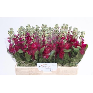 Matth Centum Red N L