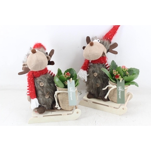 arr2 MB - Rendier op slee x8