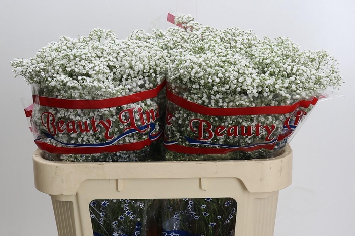 <h4>Gyps Million Stars</h4>