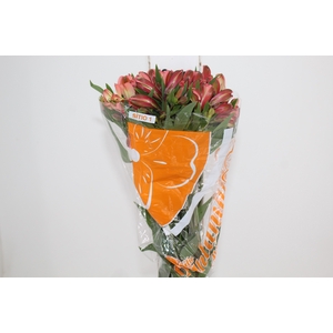 ALSTROEMERIA MILOS 080 CM