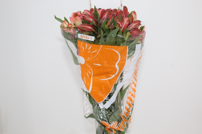 <h4>ALSTROEMERIA MILOS 080 CM</h4>