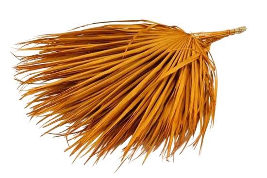 Bunch Chamaerops 10 Pcs Slv L70