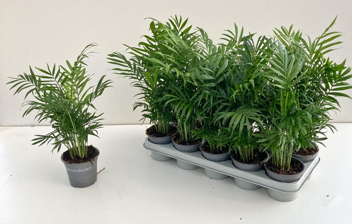 <h4>CHAMAED ELEGANS</h4>